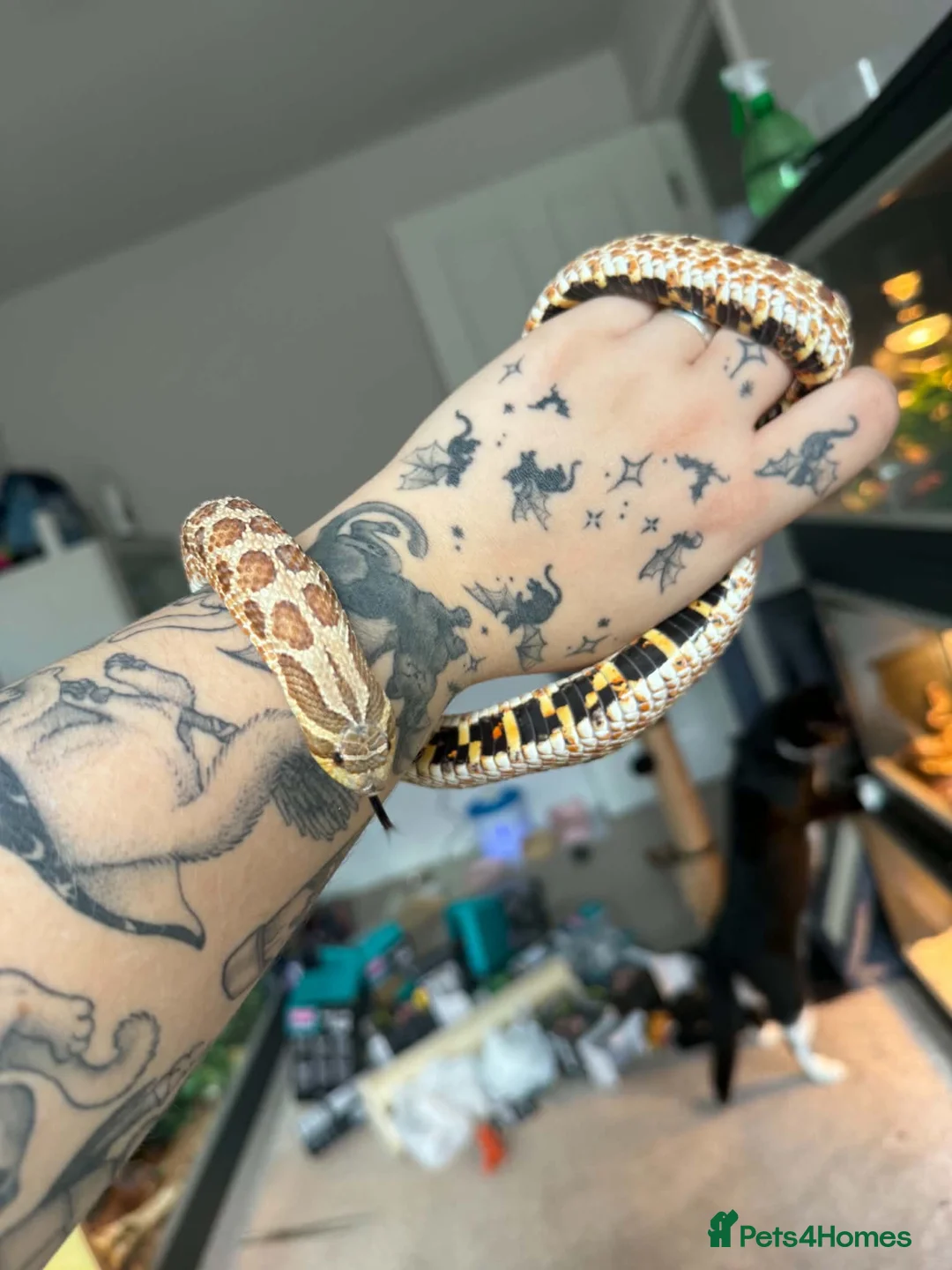 Snake reptiles for sale: Hognose with full set up  - Advert 2
