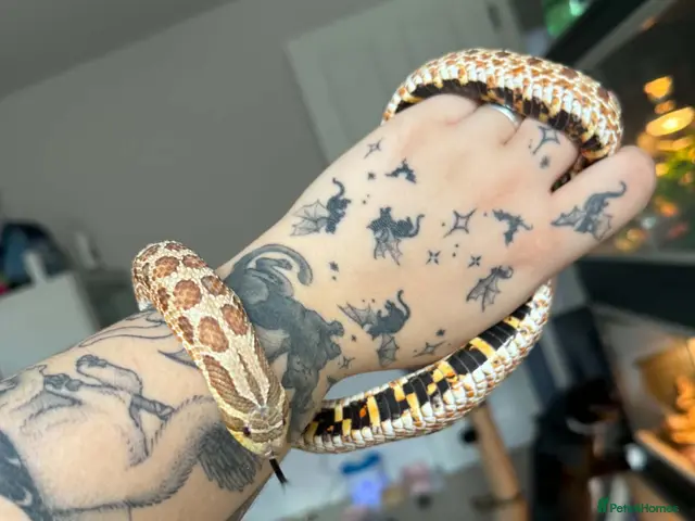 Snake reptiles Hognose with full set up - Advert 2