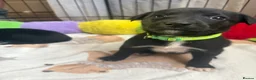 Mixed Breed dogs for sale: Beautiful whippet cross borador puppies - Advert 13