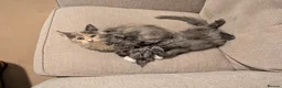 Maine Coon cats for sale: Pure maine coon kittens for sale - Advert 6