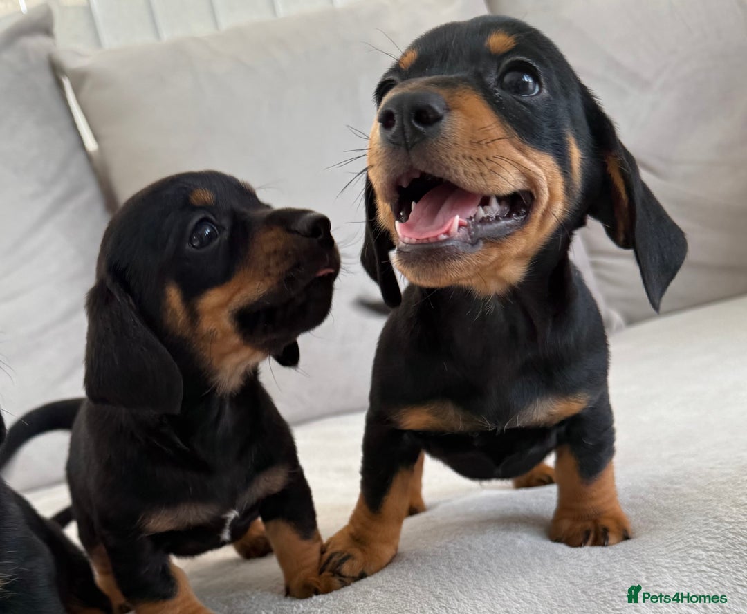 Mixed Breed dogs for sale: Beautiful Jackadac puppy’s ❤️ - Image 8