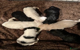 Shihpoo dogs for sale: Ready Halloween Stunning ShihpooXSproodle puppies - Image 9