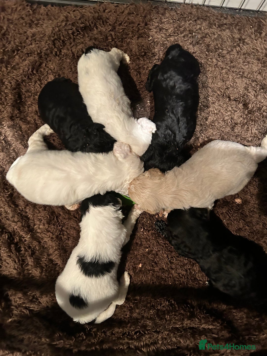 Shihpoo dogs for sale: Ready Halloween Stunning ShihpooXSproodle puppies - Image 9