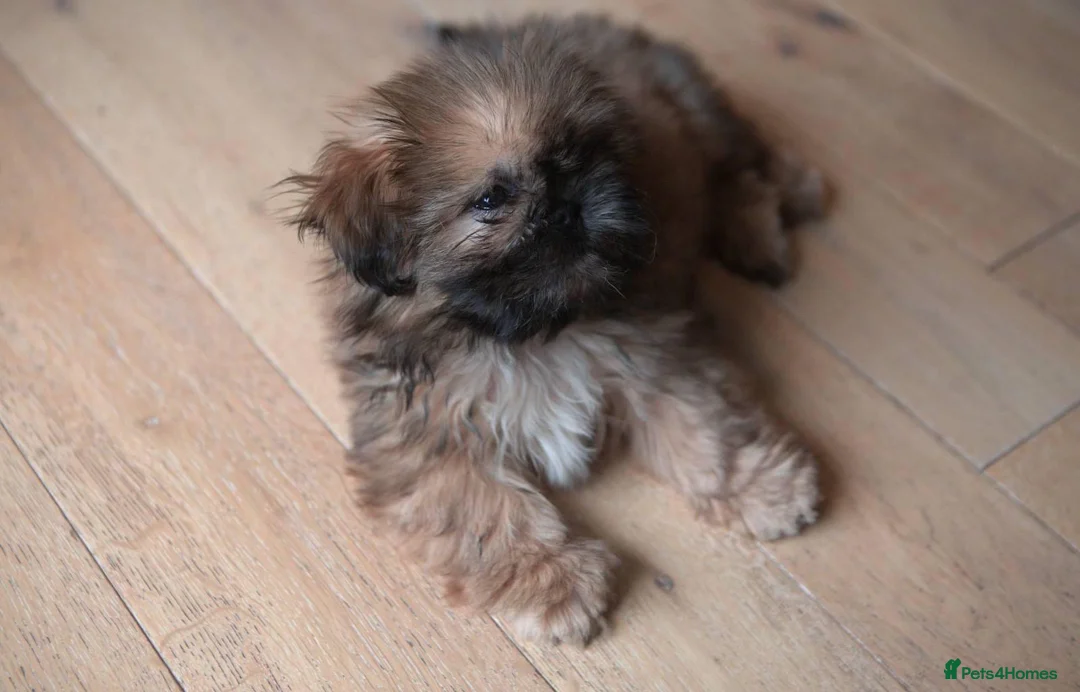 Shih Tzu dogs for sale: Gorgeous Shih Tzu boy - Advert 1