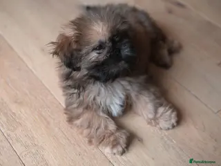 Shih Tzu dogs Gorgeous Shih Tzu boy - Advert 2