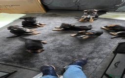 German Shepherd dogs for sale: German shepherd pups - Image 10