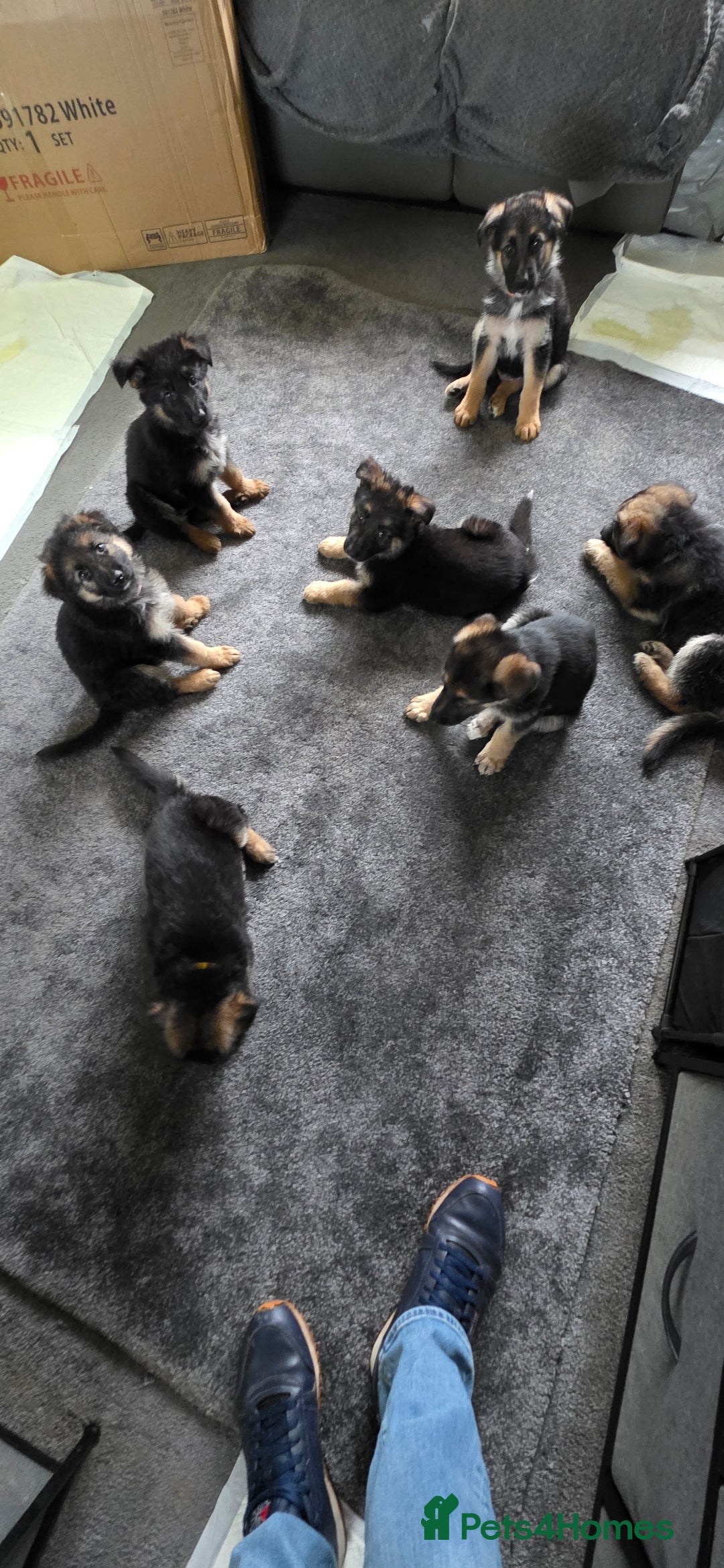 German Shepherd dogs for sale: German shepherd pups - Image 10