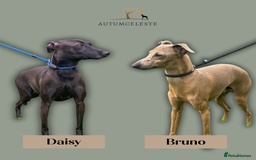 Italian Greyhound dogs for sale: 2 Stunning Italian Greyhound Boys – Ready Now - Image 13