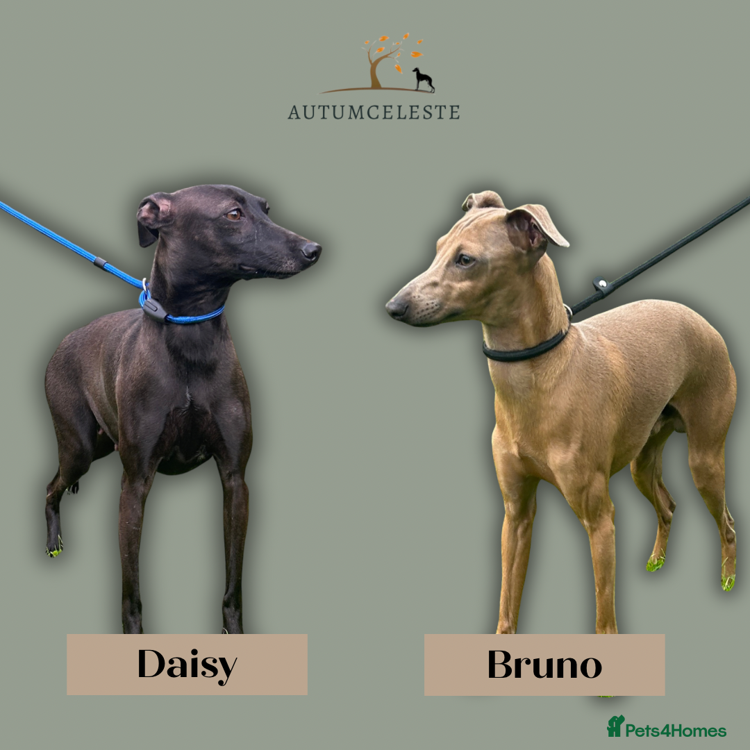 Italian Greyhound dogs for sale: 2 Stunning Italian Greyhound Boys – Ready Now - Image 13