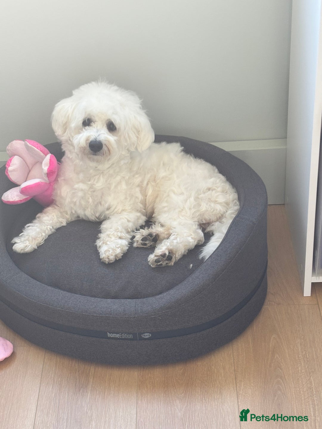 Bichon Frise dogs for sale: Teddy - Advert 5