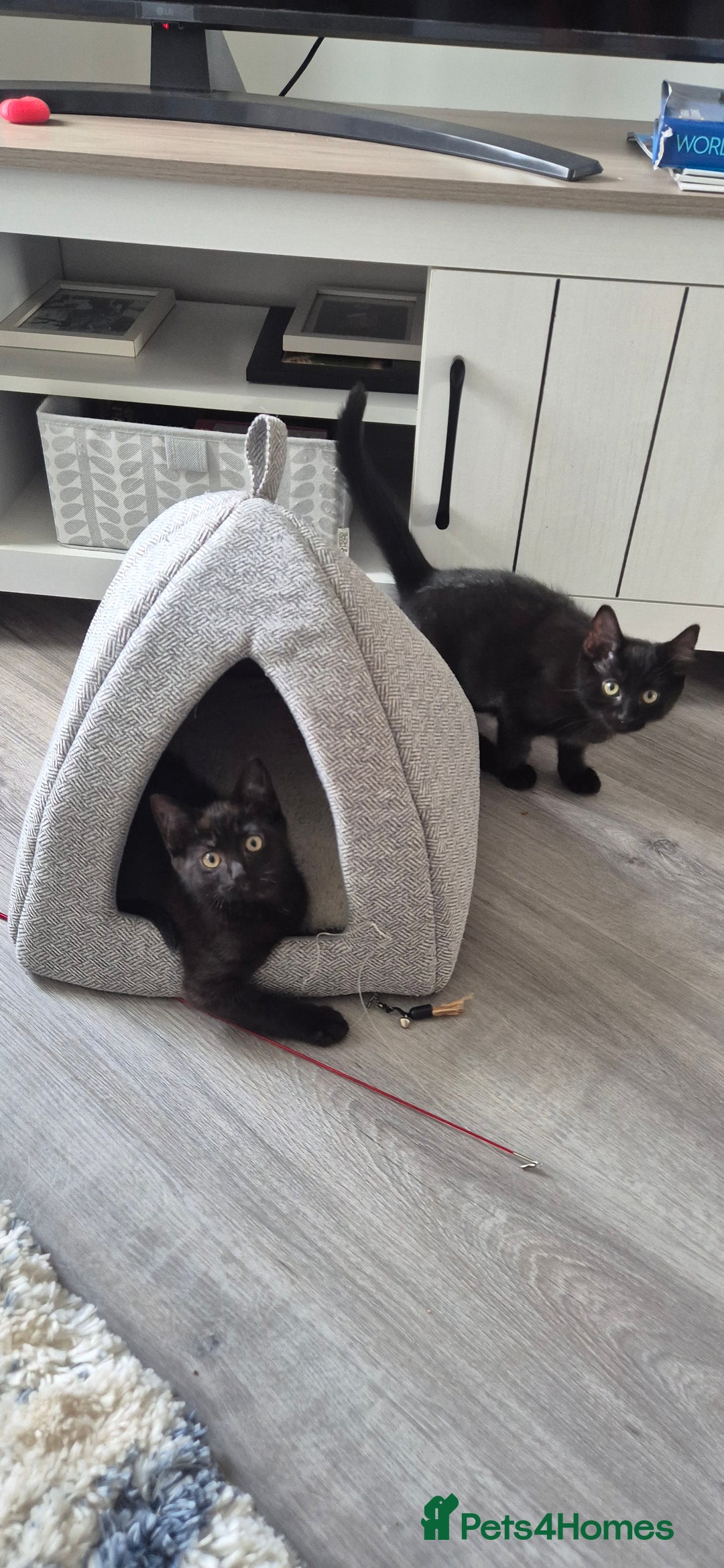 Domestic Shorthair cats for sale: Ragdoll x Domestice Short-hair  - Image 5