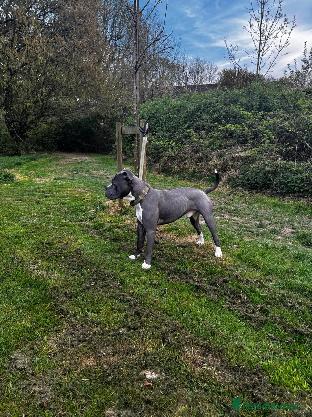 Dorset Olde Tyme Bulldogge dogs for sale: Olde tyme bulldogge puppies - Image 13