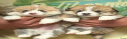 Welsh Corgi Pembroke dogs for sale: Champion Sired Corgi Pembroke puppies available  - Advert 1