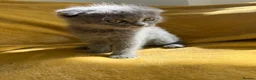Ragdoll cats for sale: Ragdoll/scottish fold - Advert 4