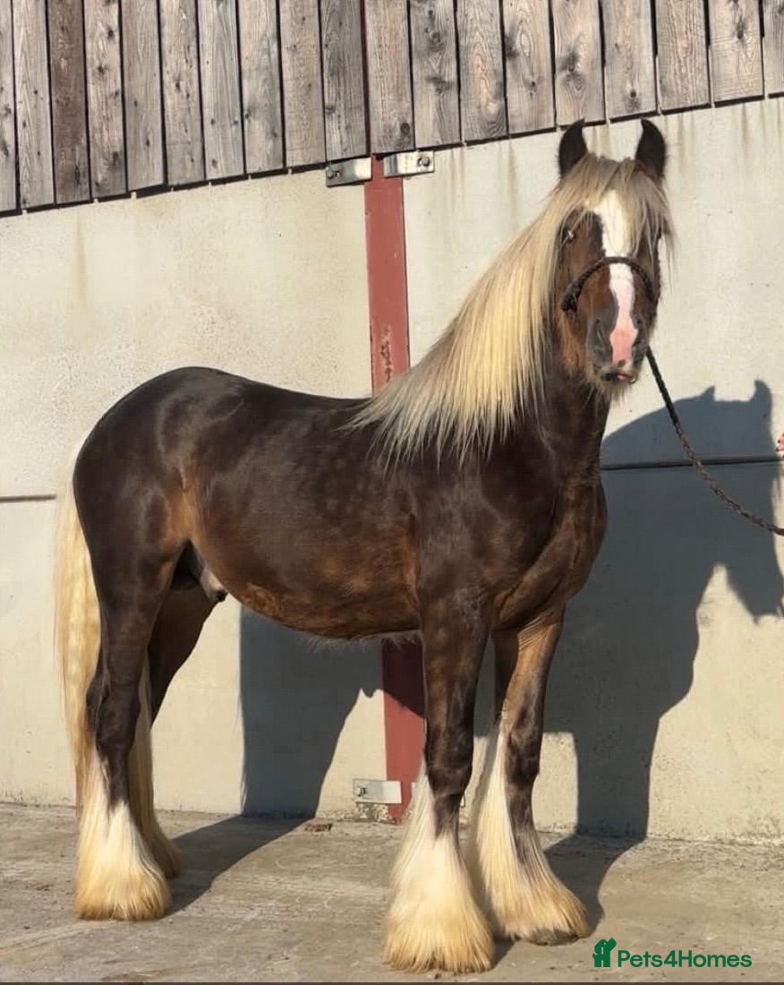Irish Cob horses SILVER DAPPLE GELDING LOOKING FOR PERFECT NEW HOME - Advert 1