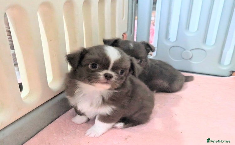 Chihuahua dogs - Advert 2