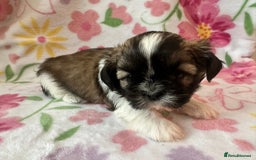 Shih Tzu dogs for sale: Shih Tzu Girls For Sale - Image 3