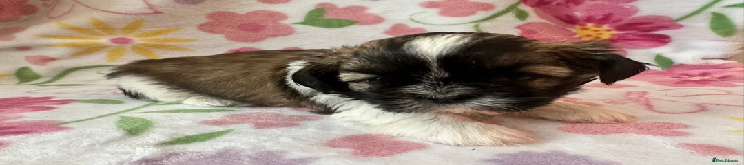 Shih Tzu Puppy 2