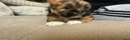 Lhasa Apso dogs for sale: Beautiful kc reg Lhasa apso pups  - Advert 21