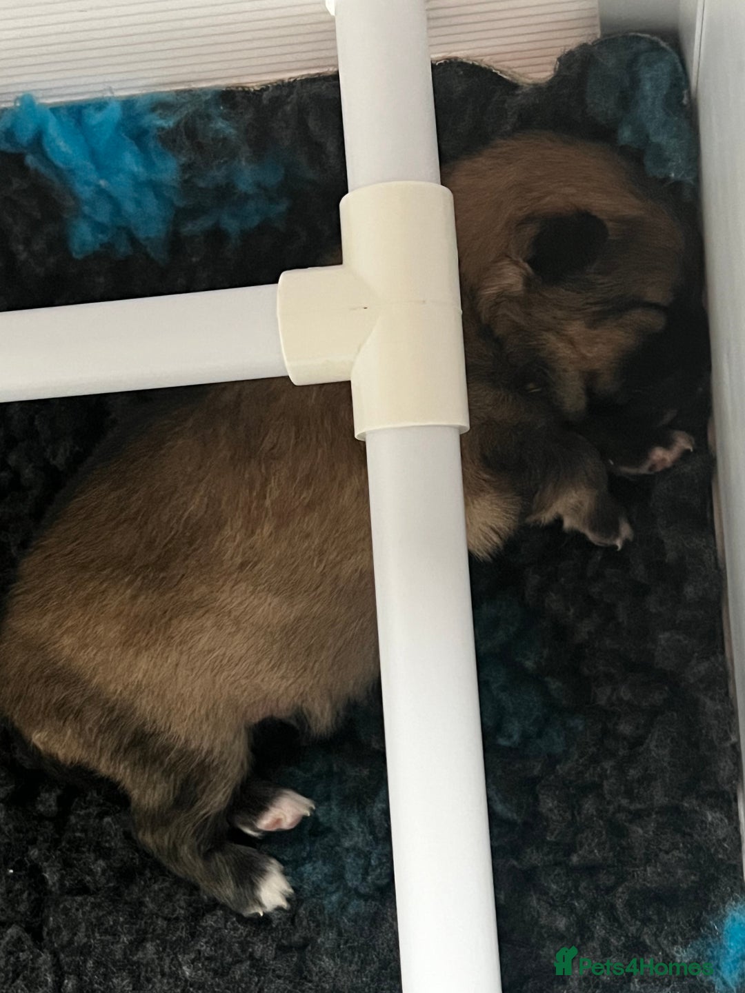 Pomeranian dogs for sale: Gorgeous Pomeranian Puppies, 2 Boys and Two Girls - Image 19