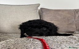 Cavapoo dogs for sale: 🐶 F1B CAVAPOOS 5* HEALTH CHECK 🐶 - Image 24