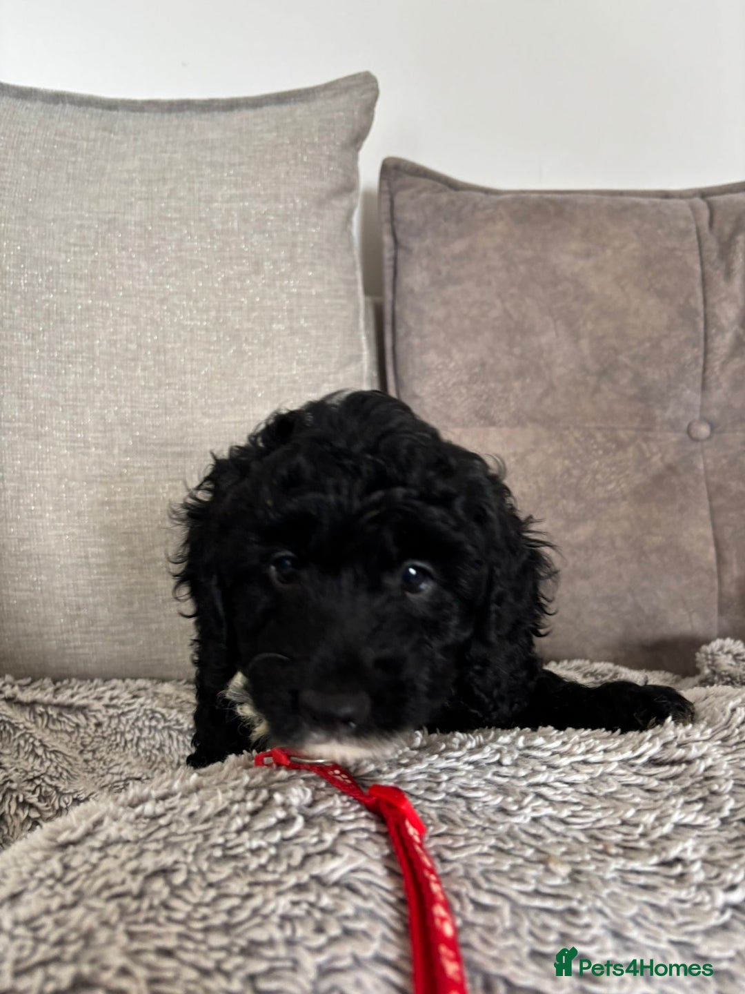 Cavapoo dogs for sale: 🐶 F1B CAVAPOOS 5* HEALTH CHECK 🐶 - Image 24