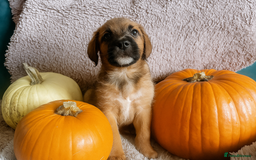 Mixed Breed dogs for sale: St berdoodle x Labrador puppies for forever homes  - Image 1