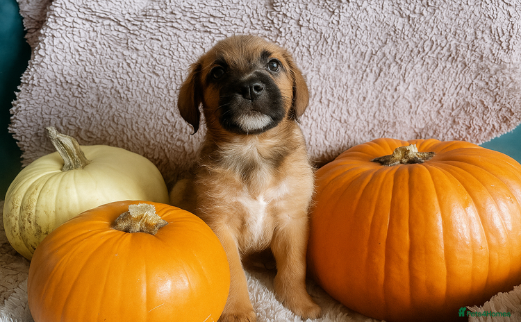Mixed Breed dogs - Advert 12