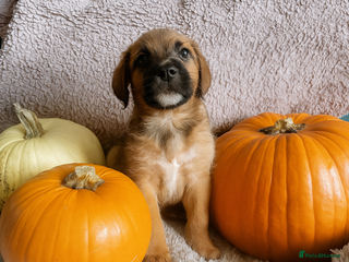 Mixed Breed dogs - Advert 8