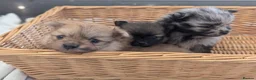 Pomeranian dogs for sale: Beautiful Teddy bear Pom puppies in Maidstone - Advert 5