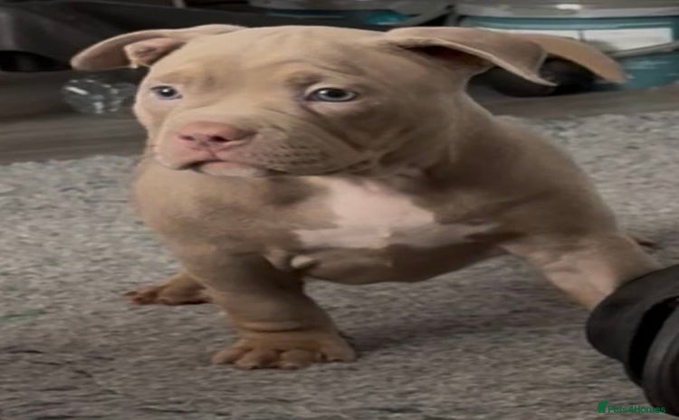 American Bully dogs - Advert 6