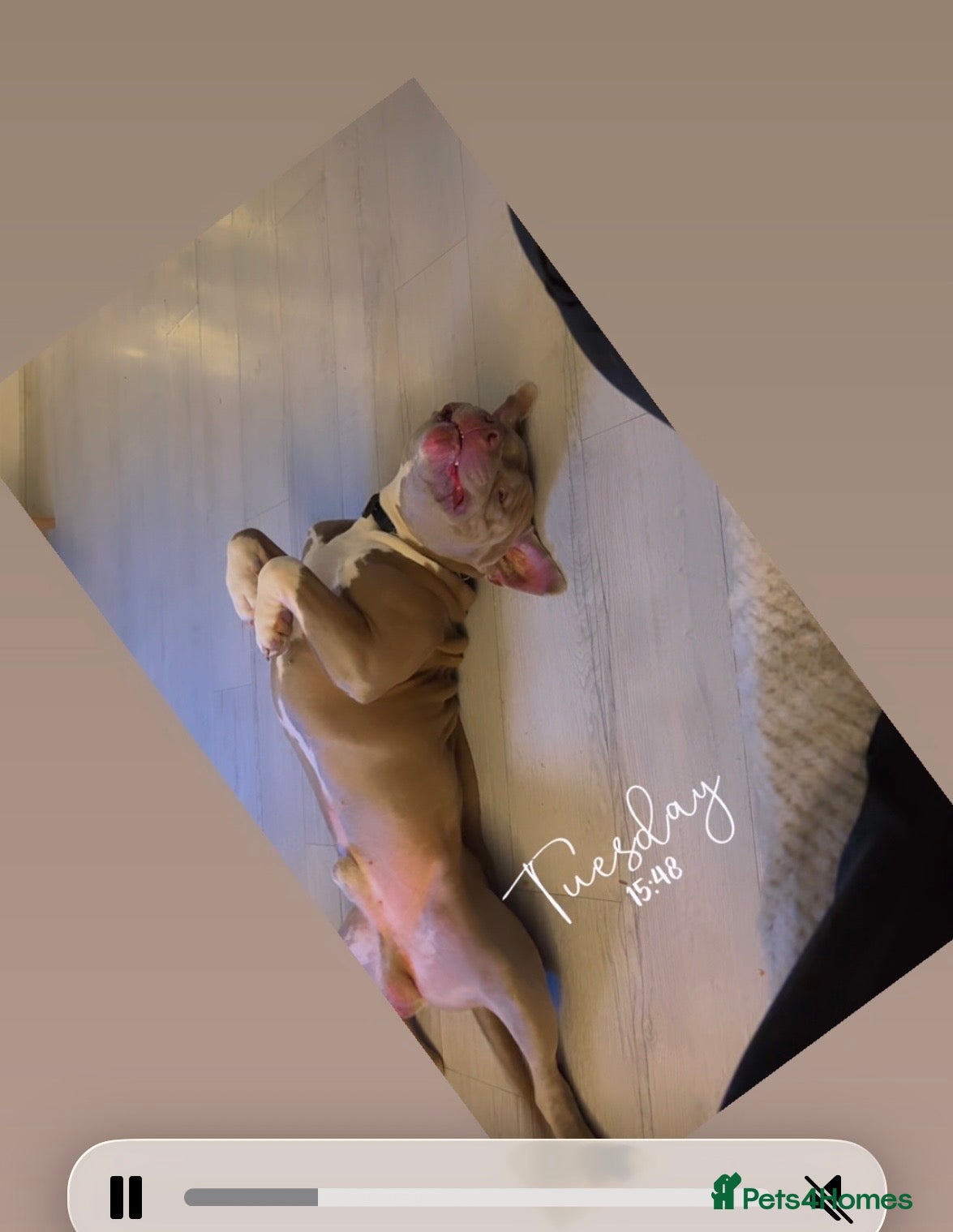 Mixed Breed dogs Max is a cross breed bully/staff  - Advert 2