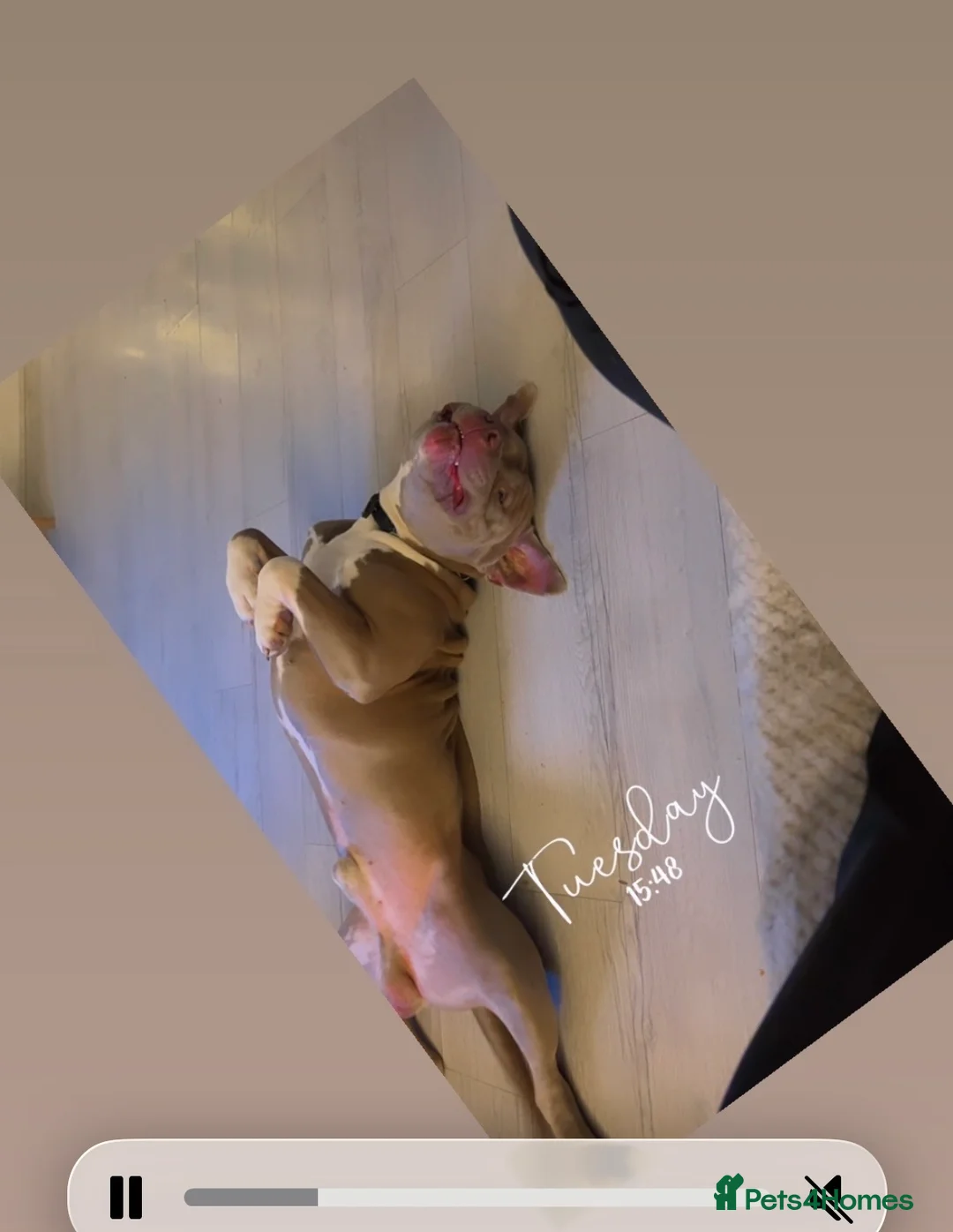 Mixed Breed dogs for sale: Max is a cross breed bully/staff  - Advert 1