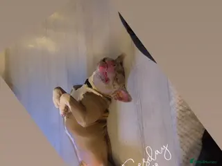 Mixed Breed dogs Max is a cross breed bully/staff - Advert 2