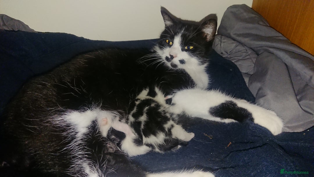 British Shorthair cats for sale: Cheshire Kittens  - Advert 2