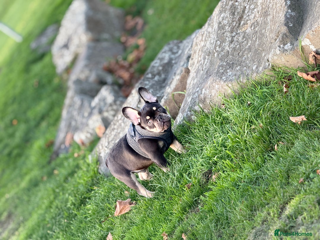 French Bulldog dogs for sale: bulldog franchie - Advert 4