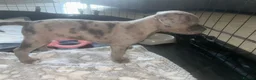 Mixed Breed dogs for sale: Boy and girl puppies  - Advert 8