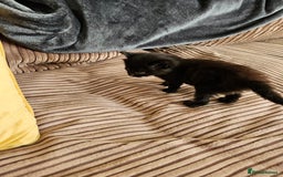 Domestic Shorthair cats for sale: 3 black kittens - Image 2