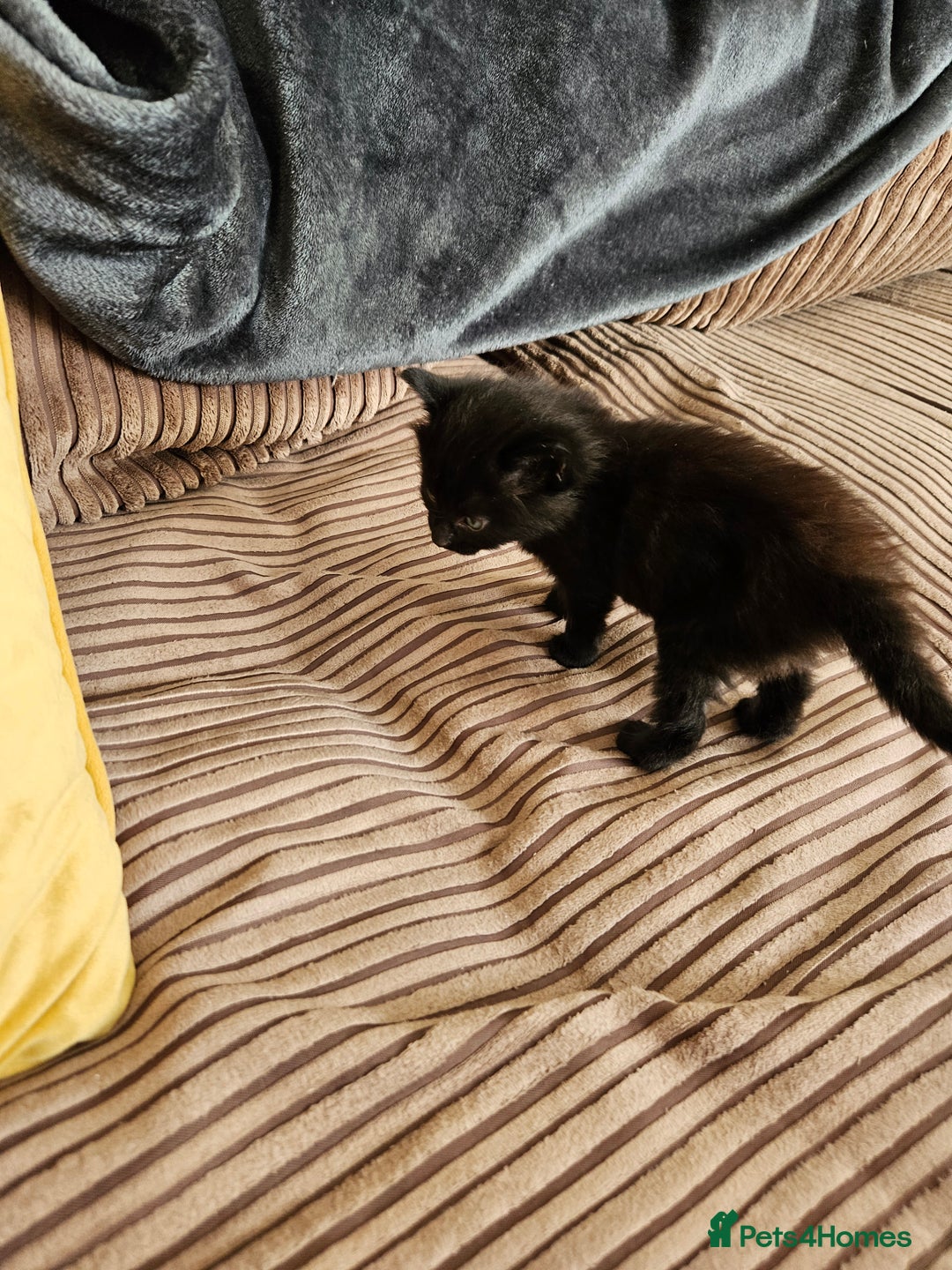 Domestic Shorthair cats for sale: 3 black kittens - Image 2