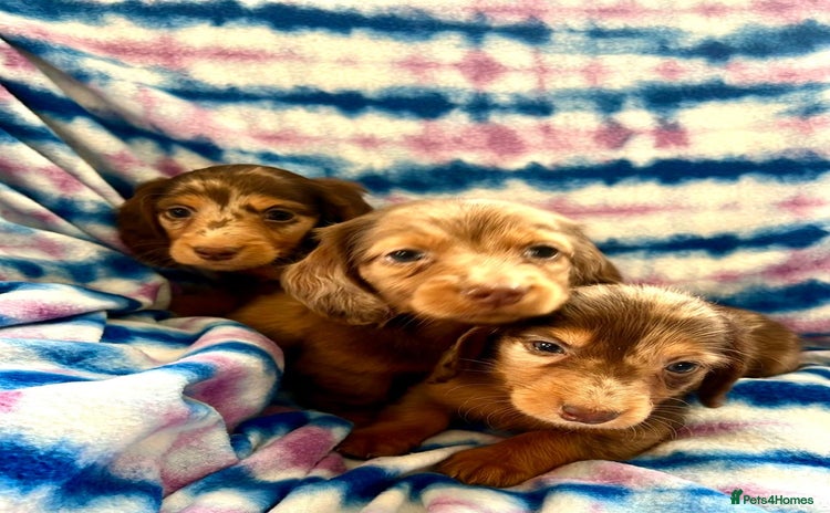 Dachshund dogs - Advert 3
