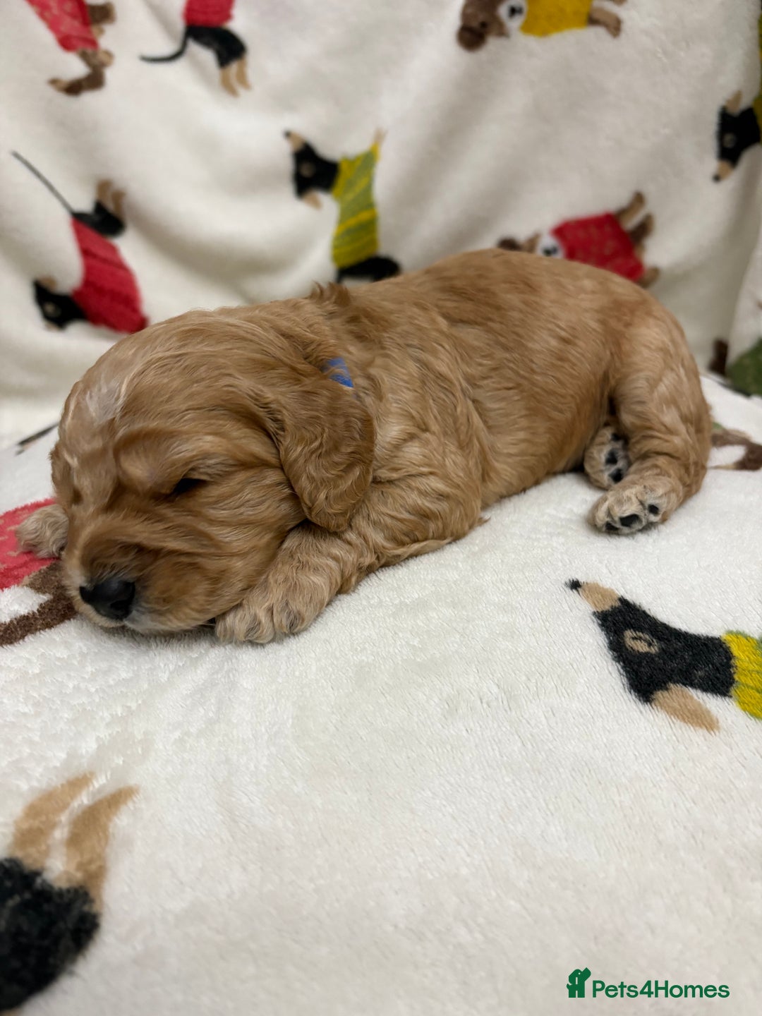Cockapoo dogs for sale: Five Beautiful Cockerpoo Puppies  - Image 11