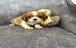 Cavalier King Charles Spaniel dogs for sale: Ready to go 🐶 Cavalier King Charles Spaniels - Image 15
