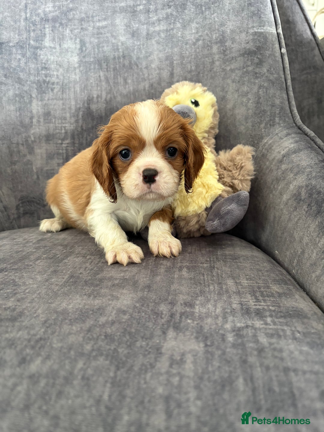 Cavalier King Charles Spaniel dogs for sale: Ready to go 🐶 Cavalier King Charles Spaniels - Image 15