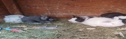 Mini Lion Lop rabbits for sale: Lion Lop Litter of Bunnies - Advert 11