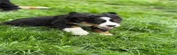 Bernese Mountain Dog dogs for sale: KC Bernese Mountain Dog Puppies - Advert 25
