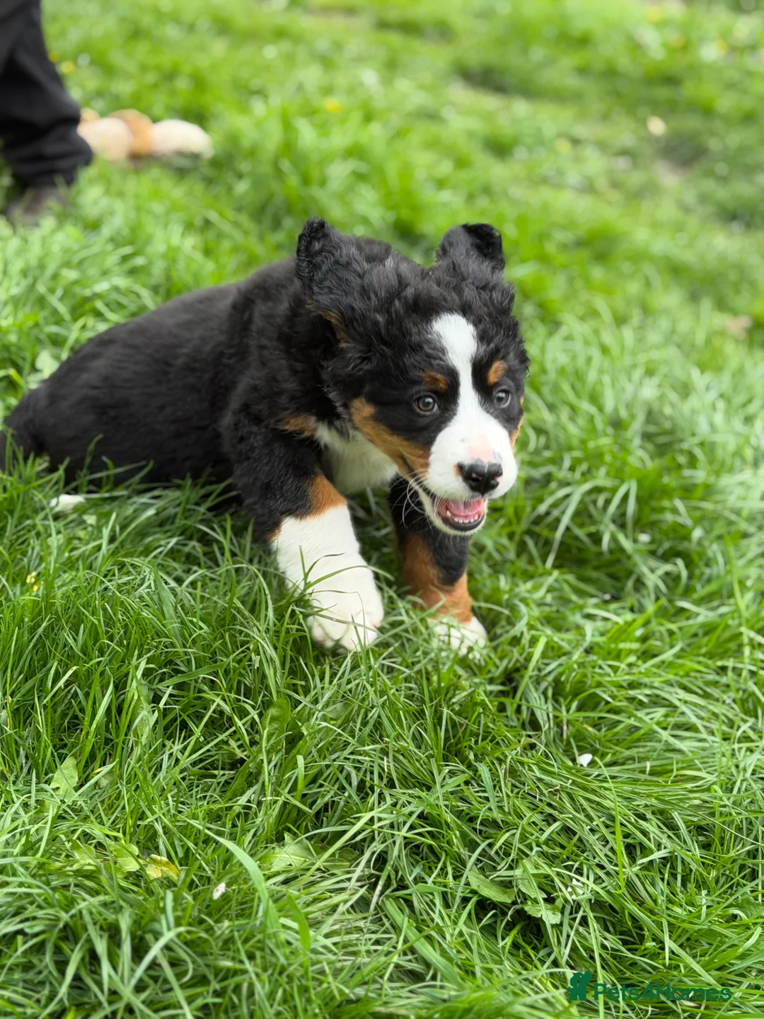 Bernese Mountain Dog dogs for sale: KC Bernese Mountain Dog Puppies - Advert 25