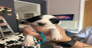 Mixed Breed dogs - Advert 11