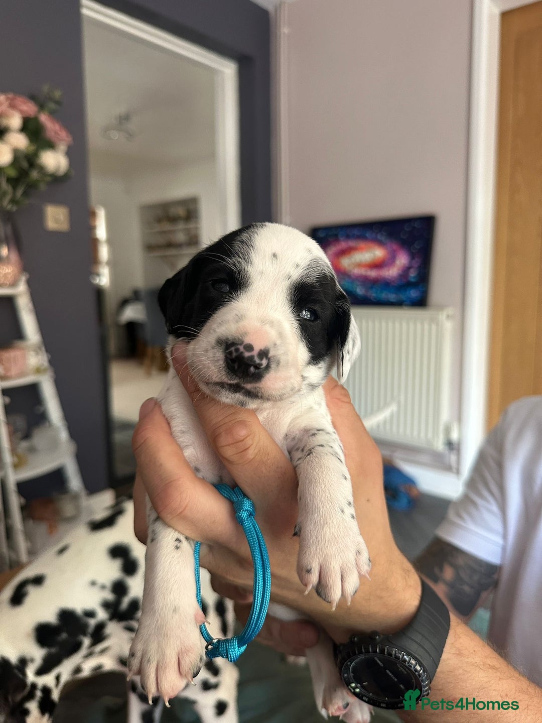 Mixed Breed dogs for sale: Springer Spaniel cross Dalmatian - Image 3