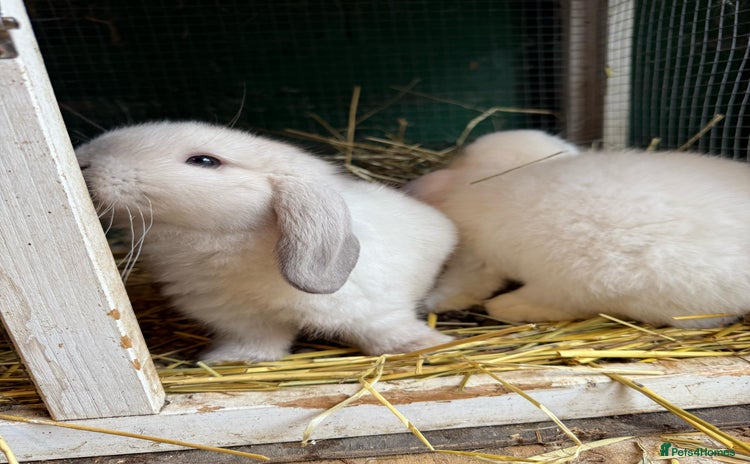 Mini Lop rabbits - Advert 1