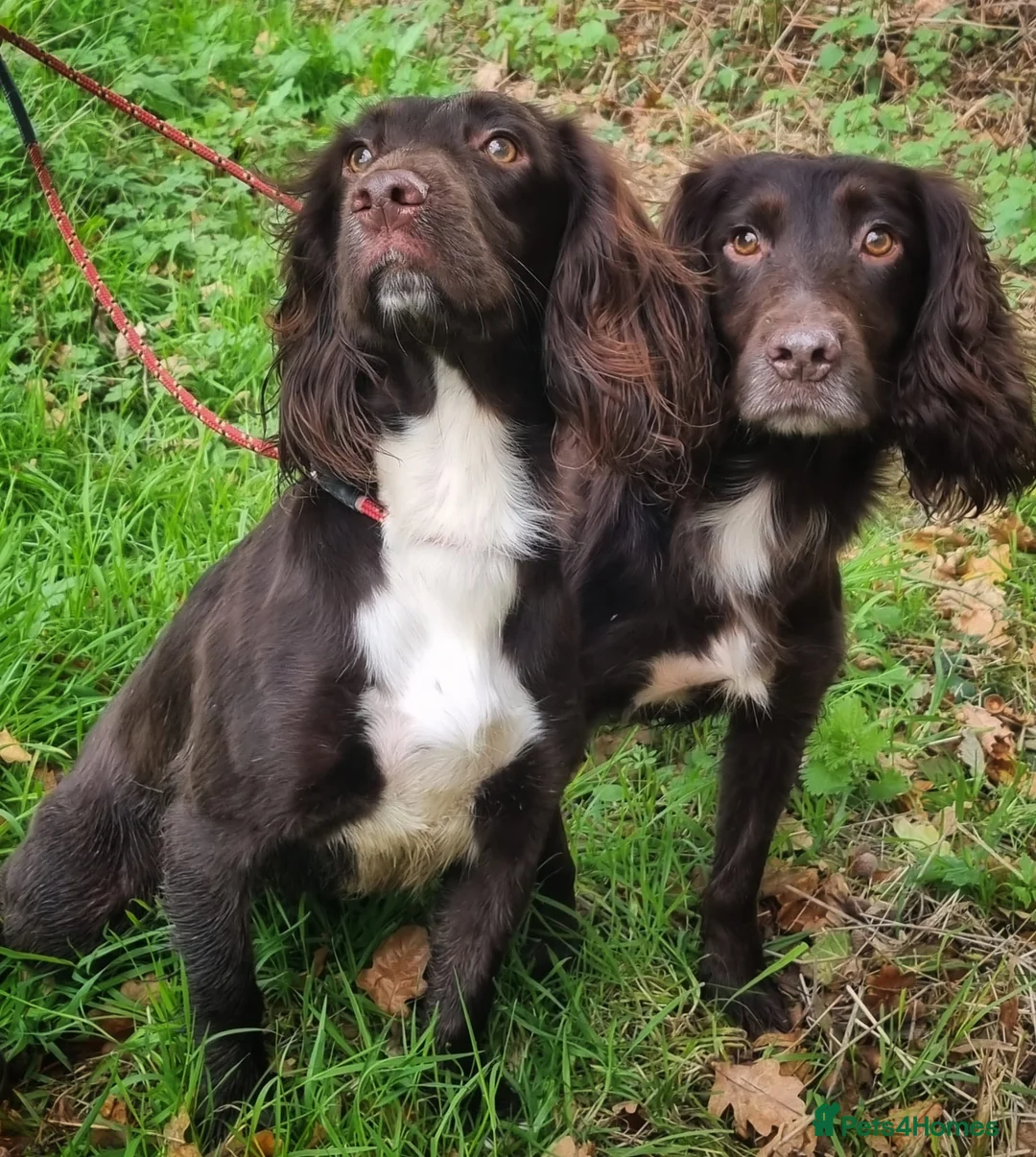 Sprocker dogs for sale: Sprocker Puppies - Cocker x Springer Spaniel - Advert 21